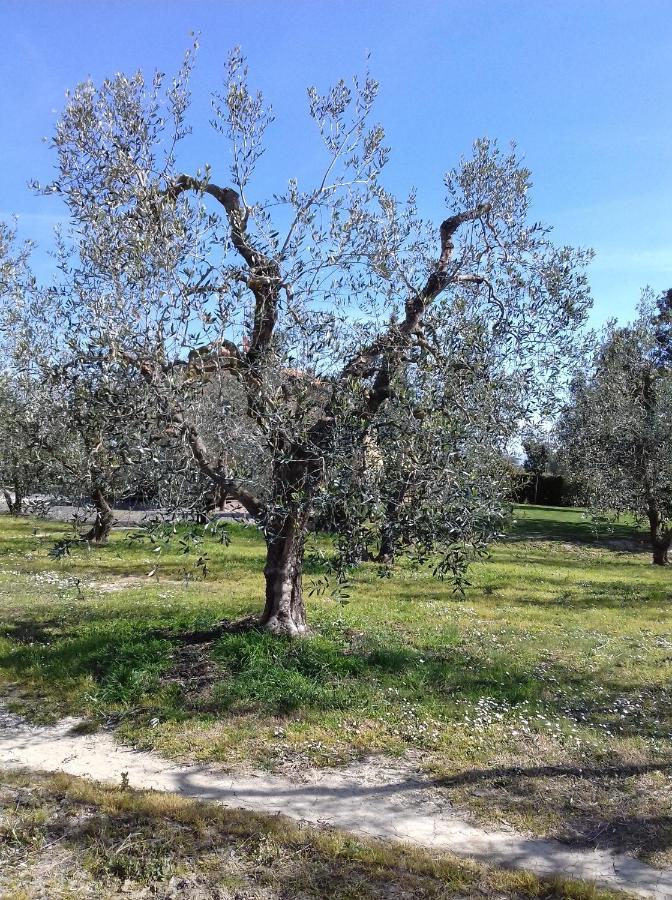 Villa Agriturismo Le Chiare Stelle Grosseto Exterior foto